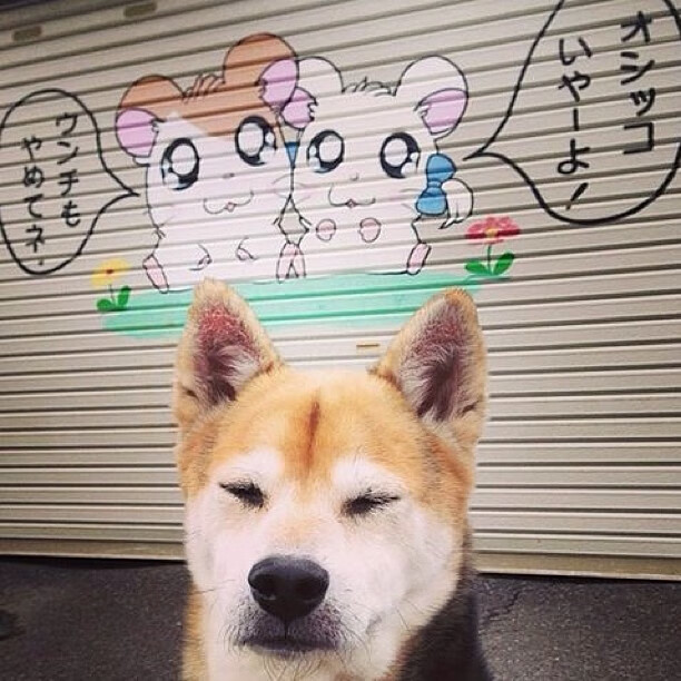 开云官方网页登录-_国际青少年挑战赛：为未来培养冠军_，2021年国际青少年科技竞赛项目